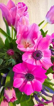 Pink spring flowers Stock Photos