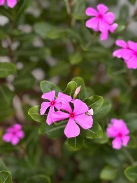 Pink Spring Flowers Stock Photos