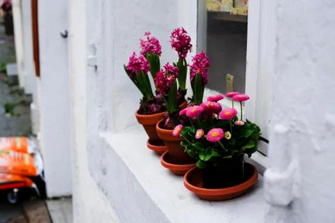 Pink Spring flowers in a pot Foto stock