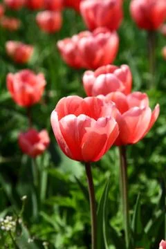 Pink spring flowers in  sunlight Stock Photos