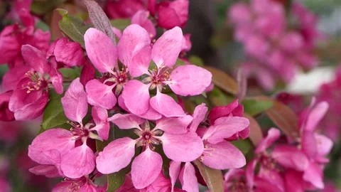 Pink spring flowers of a tree swaying in the wind Stock Footage 239367816