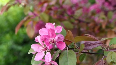 Pink spring flowers of a tree swaying in the wind Stock Footage 239417794