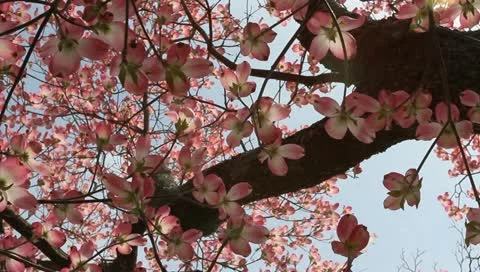 Pink spring Stock Footage 11019743