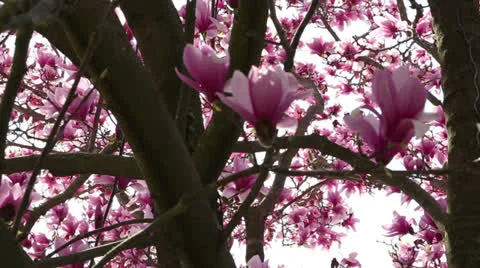 Pink spring Stock Footage 22768503
