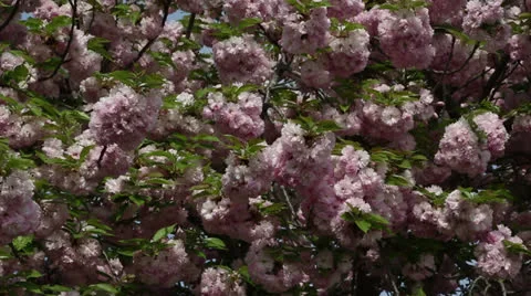 Pink spring Stock Footage