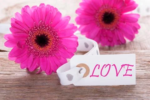 Pink Spring Gerbera, Label, Text Love Stock Photos