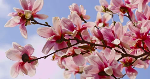 Pink Spring Magnolia Tree 3 Stock Footage 27566892