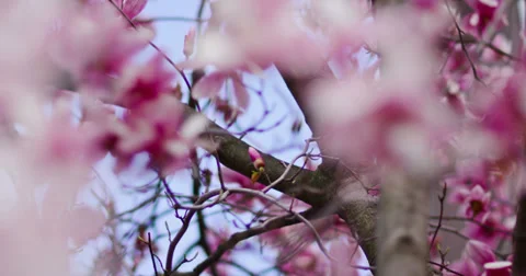 Pink Spring Magnolia Tree 4 Stock Footage 27566920