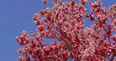 Pink Spring Magnolia Tree 5 Stock Footage 27569022