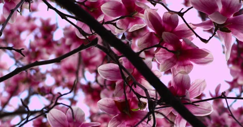 Pink Spring Magnolia Tree Stock Footage 27565990