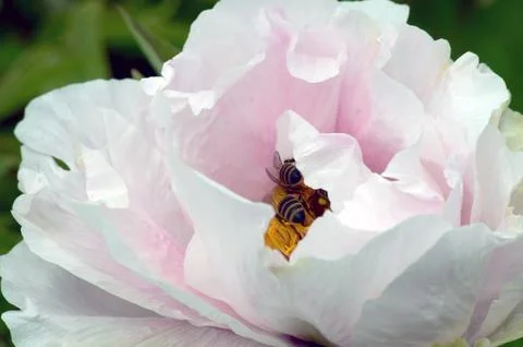 Pink spring peony Stock Photos