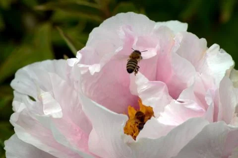 Pink spring peony Stock Photos