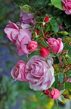 Pink spring roses Stock Photos