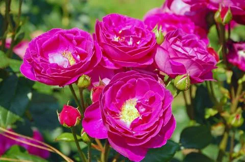 Pink spring roses Stock Photos