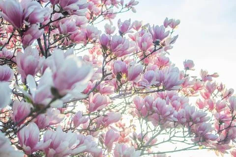 Pink spring tree blossoms Stock Photos