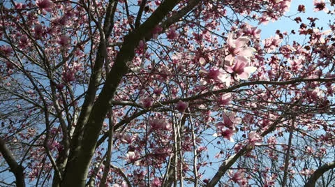 Pink spring tree Stock Footage 22768765