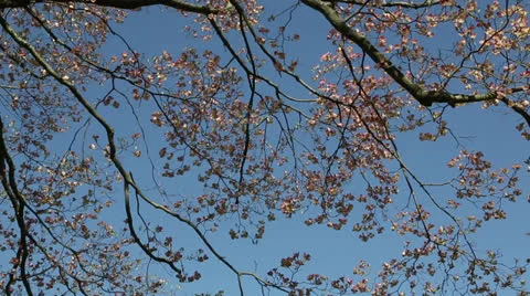 Pink spring tree Stock Footage 22770112
