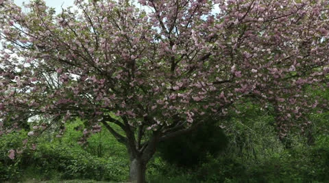 Pink spring tree Video stock 22772155