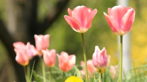 Pink spring tulips Stock Footage 49552519