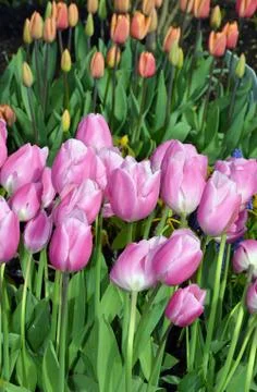 Pink spring tulips Stock Photos