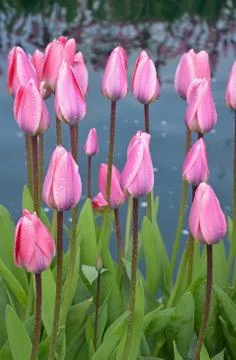 Pink spring tulips Stock Photos