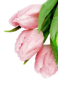 Pink Spring Tulips Stock Photos