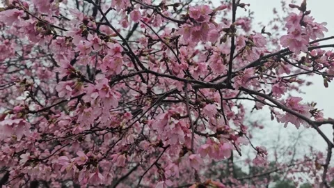 Pink Springtime Blossoms Against Cloudy Sky Stock Footage 264381697
