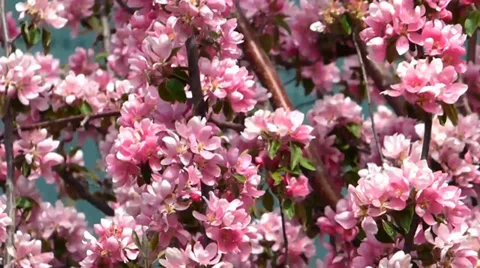 Pink Springtime Cherry Blossoms Видео 38490936