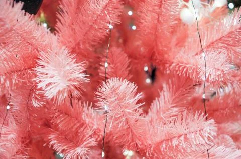 Pink spruce branches. Stock Photos