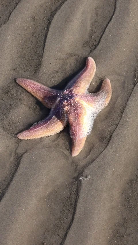 Pink starfish on the beach on fine sand at low tide Stock Footage 330308181