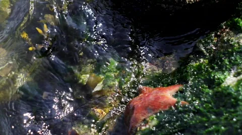 Pink starfish  Video stock 723925