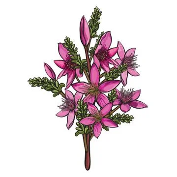 Pink Starflower Vector Stock Illustration