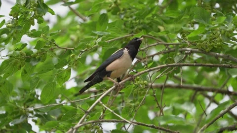 A pink starling eats ripe mulberry fruits. Vidéo 300415642