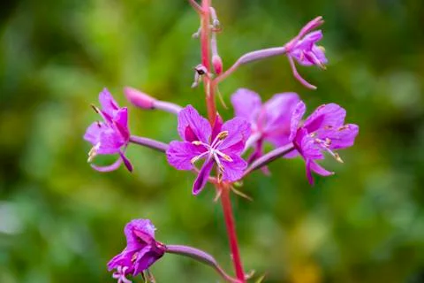 Pink stem number zero 스톡 사진