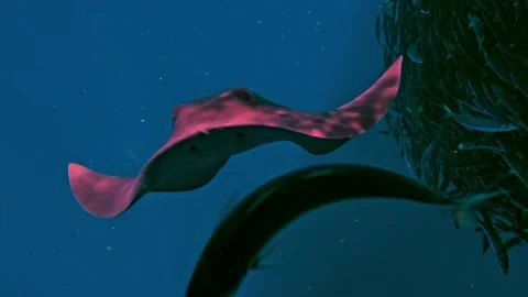Pink Stingray gliding past a large school of fish in deep blue ocean water. Stock Footage 301033117