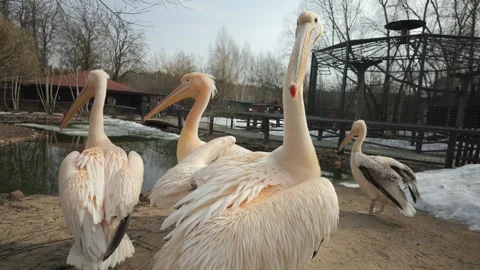 Pink storks walk in the zoo Stock Footage 271636701