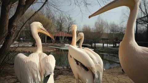 Pink storks walk in the zoo Stock Footage 271636713