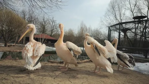 Pink storks walk in the zoo Stock Footage 271636741