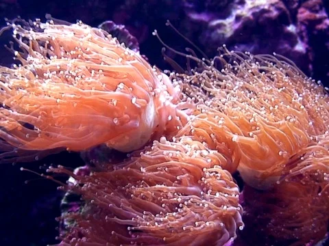 Pink Strands Video stock 490374