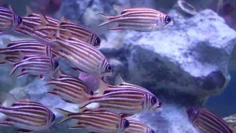 Pink stripped fish  Stock Footage 198883416