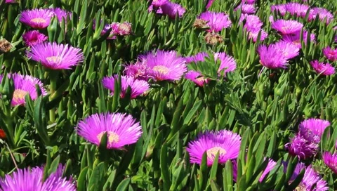 Pink Succulent Flowers Видео 10901400