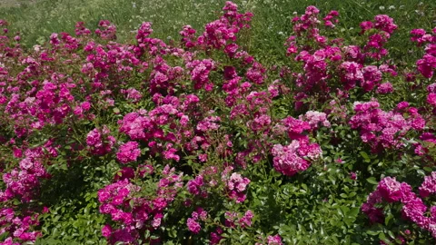 Pink Summer Blossoms in Full Bloom Stock Footage 313844984