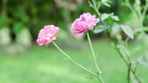 Pink summer flower close up. Stock Footage 104070364