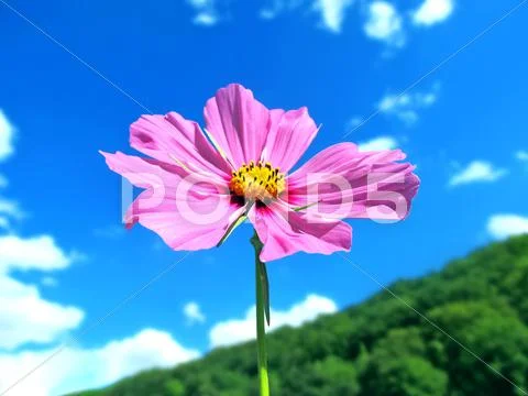 Pink summer flower on a mountain with beautiful sky Stock-Fotos