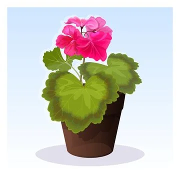 Pink summer geranium vector illustration Illustrazione stock
