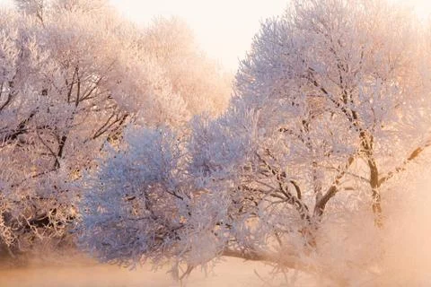 Pink sunlight in winter time Foto stock