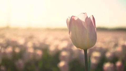 Pink sunny tullip Stock Footage 128712476