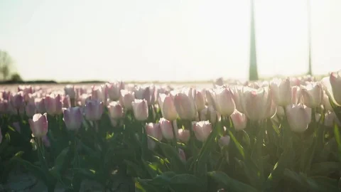 Pink sunny tullips Video stock 128712473