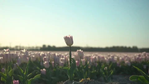 Pink sunny tullips Stock Footage 128712474