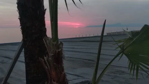 Pink Sunset on the Beach of the  Ocean. Silhouettes of Palm Trees in the Wind. Stock Footage 201883495